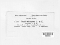 Nectria microspora image
